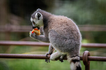 lemur on tree © Ferry