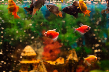 black moor goldfish, goldfish, gourami  in freshwater aquarium with water plants