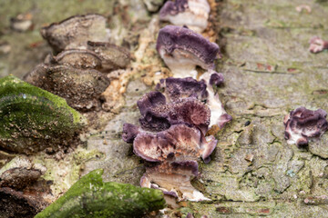 violet-toothed polypore mushroom