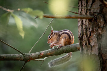 squirrel on tree
