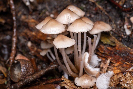mycena mushrooms