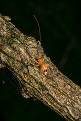 camptonotus cricket