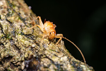 camptonotus cricket