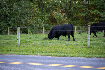 domestic cattle