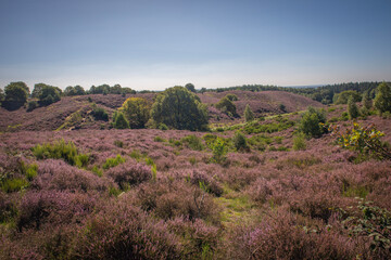 lavender field region