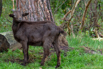 wild goat in the forest, image shows a kid or young female goat standing in a forest clearing looking at the camera, taken october 2023