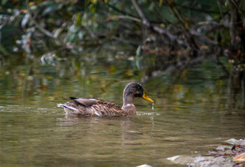 duck on the water, image shows a female mallard duck a common breed swimming in a calm lake searching for food peacefully on her own, taken october 2023