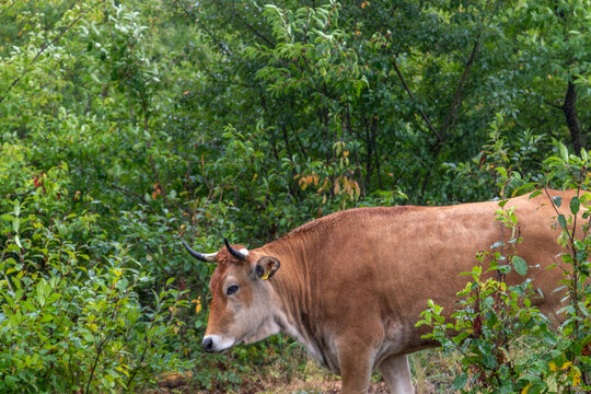 cow in a forest, image shows a brown horned wild cow walking through the shrubs for fresh grass to graze on in a forest in germany, taken october 2023