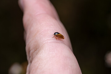 treehopper on finger