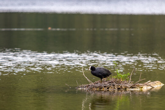 american coot in a lake, image shows the american coot part of the rail family keeping dry on a tiny island on a lake in germany, october 2023