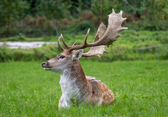 Naklejka na ściany i meble deer in the grass, Image shows a single male stag, buck, bull or hart laying in the grass looking at the away from the camera, in a deer sanctuary in the Netherlands, taken October 2023 
