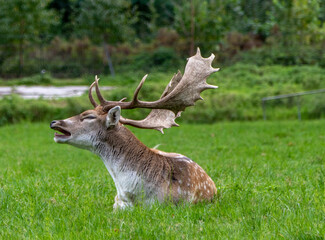 Naklejka na ściany i meble deer in the grass, Image shows a single male stag, buck, bull or hart laying in the grass looking at the away from the camera and yawning , in a deer sanctuary in the Netherlands, taken October 2023 