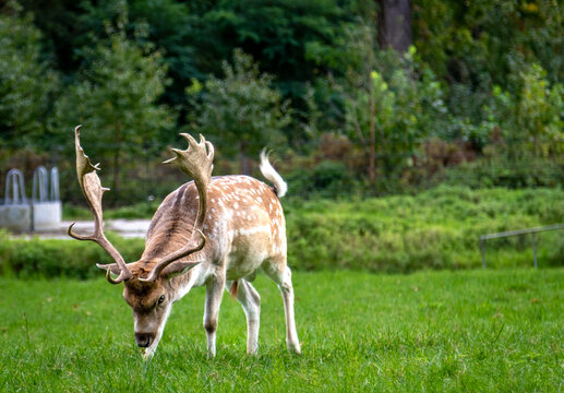 deer in the grass, Image shows a single male stag, buck, bull or hart standing firm looking aggressive ready to fight with his antlers up, in a deer sanctuary in the Netherlands, taken October 2023 