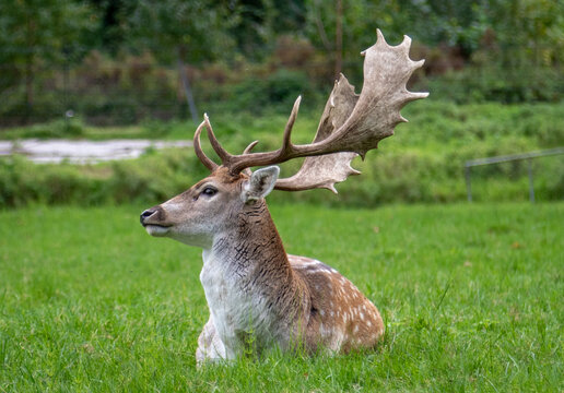 deer in the grass, Image shows a single male stag, buck, bull or hart laying in the grass looking at the away from the camera, in a deer sanctuary in the Netherlands, taken October 2023 