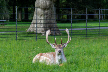 deer in the grass, Image shows a single male stag, buck, bull or hart laying in the grass looking at the camera, in a deer sanctuary in the Netherlands, taken October 2023 