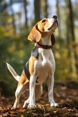 A Beagle with its nose to the ground, engaged in scent tracking, its tail held high in excitement.