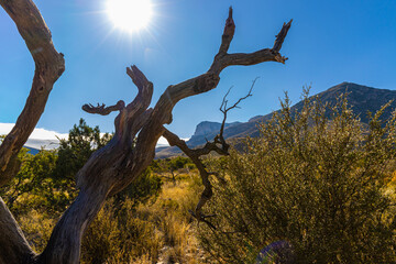 View of El Capitan and Guadalupe  Peak on The Pinery Trail, Pine Springs, Guadalupe Mountains, National Park, Texas, USA