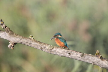Eisvogel (Alcedo atthis)