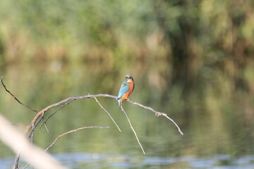 Eisvogel (Alcedo atthis)