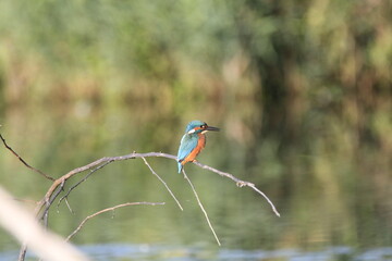 Eisvogel (Alcedo atthis)