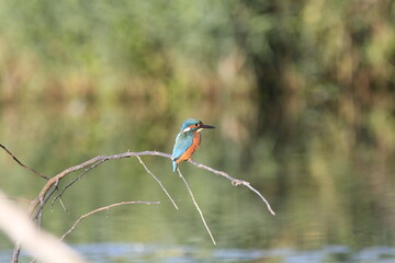 Eisvogel (Alcedo atthis)