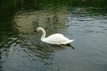 Fototapeta premium Höckerschwan