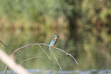 Eisvogel (Alcedo atthis)