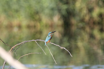 Eisvogel (Alcedo atthis)