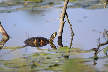 Gelbbauch-Schmuckschildkröte (Trachemys scripta scripta)
