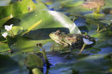 Frosch (Anura)