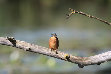 Eisvogel (Alcedo atthis)