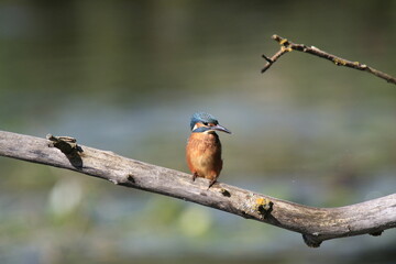 Eisvogel (Alcedo atthis)