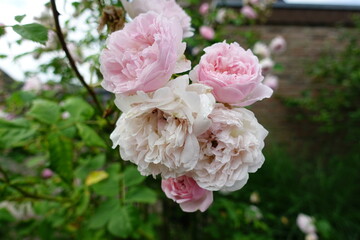 Blume