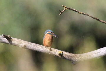Eisvogel (Alcedo atthis)