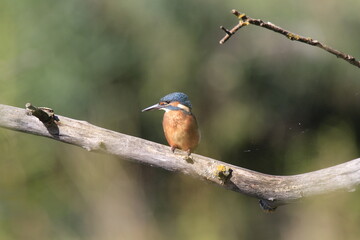 Eisvogel (Alcedo atthis)