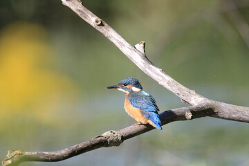 Eisvogel (Alcedo atthis)