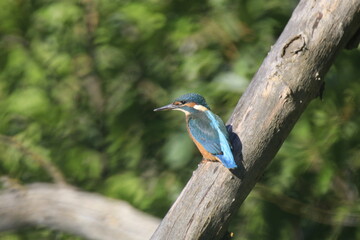 Eisvogel (Alcedo atthis)