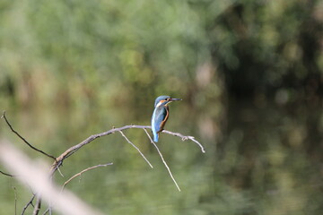 Eisvogel (Alcedo atthis)
