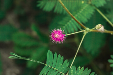 Mimosa pudica sensitive plant Pink small flowers among green leaves in a spring, summer garden. Sleepy plant, action plant, touch-me-not or shameplant creeping annual or perennial flowering plants.