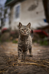 The life of street cats