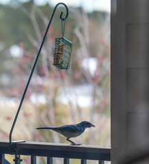 Large brown woodpecker bird, also known as the Northern Flicker