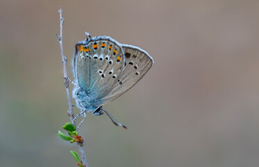 small butterfly on dry grass, Orange-banded Hairstreak, Satyrium ledereri