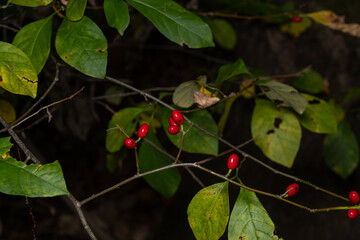 northern spicebush