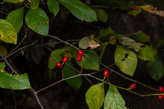 northern spicebush