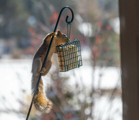 An Image of a squirrel working on getting to the bird food to eat it