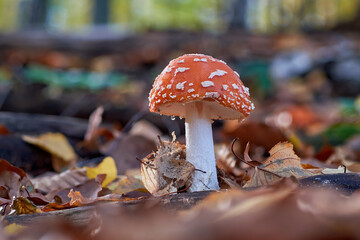 Amanita muscaria mushroom close up in autumn forest