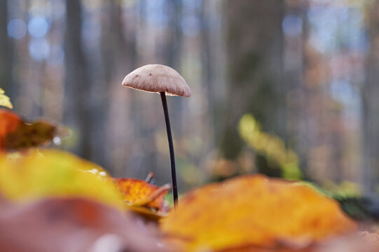 Garlic-smelling edible mushroom Mycetinis scorodonius close-up in autumn forest