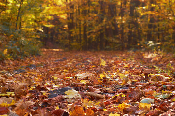 A road strewn with bright, dry leaves in a sunny autumn forest. Atmospheric autumn story
