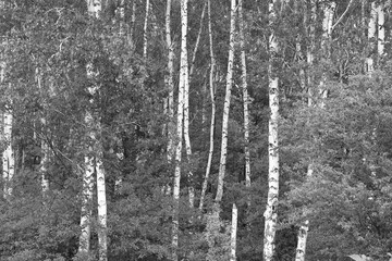  Beautiful birch trees in autumn