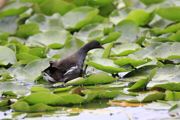 Teichhuhn (Gallinula chloropus)